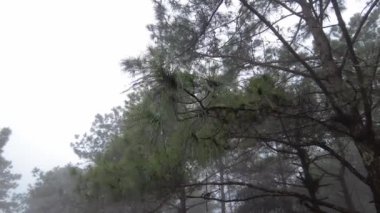 Phu Ruea 'da çam ağaçları, Loei Eyaleti, Tayland