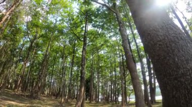 Tayland 'ın Mukdahan eyaletindeki bir tatlı su adasında ağaçlar