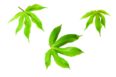 Cochlospermum regium beyaz arka planda izole yeşil yapraklar