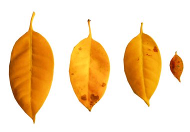 Fagraea sarı yaprakları beyaz arkaplanda yalıtılmış