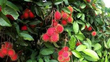 Rambutan, 19 Haziran 2025, Sisaket, Tayland