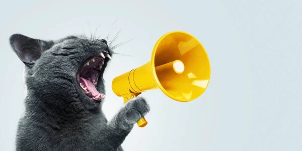 stock image Funny grey cat screams with a yellow loudspeaker on a blue background, creative idea. Fun pet kitten speaks into a megaphone. Management and advertising, concept