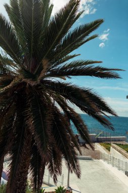 Beautiful palm tree on Madeira island by the ocean