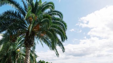Beautiful exotic palm tree with cloudy sky in Madeira island