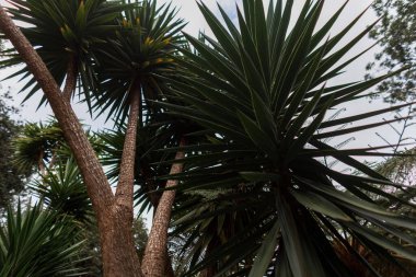 Beautiful green palm tree in an exotic garden