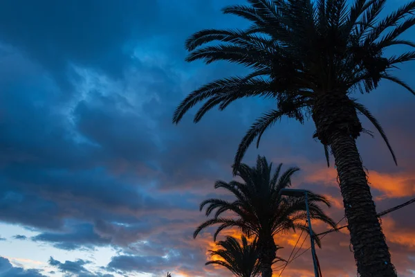 Beautiful palm trees in the evening sky with sunset. City of Funchal and promenade near the ocean in Madeira island