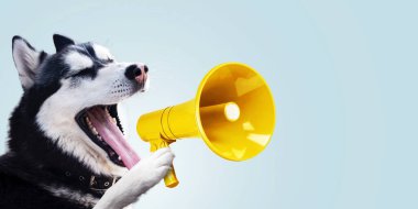 Komik boğuk köpek sarı bir hoparlör tutuyor ve mavi arka planda çığlık atıyor. Yaratıcı köpek yönetimi ve çığlıklar, konsept fikir. Başarılı reklam ve yönetim kavramı. Dikkat!