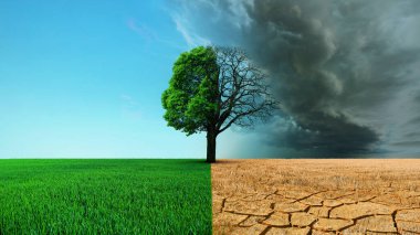 Beautiful green grass field with a tree and a desert with dead earth and dry grass. Global warming, concept. Save the planet, creative idea. Half the tree is alive and dead