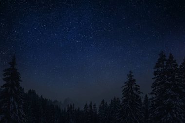 Noel arifesinde, karlı bir ormanda, yıldızlı bir gece.