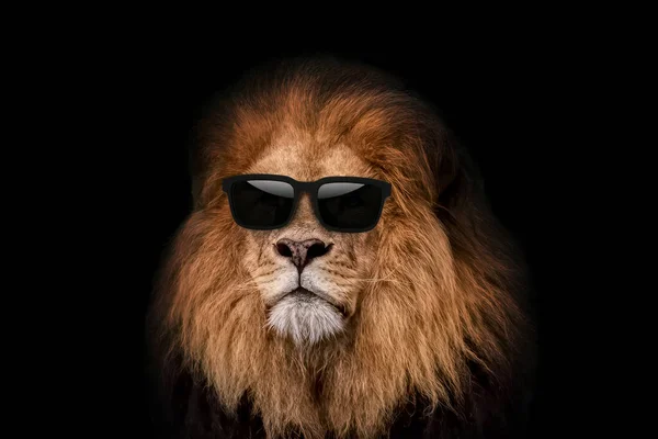 Cool Handsome Hipster Lion Fashion Sunglasses Black Background Leader Creative — Stock Photo, Image