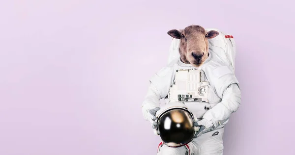 Creative Funny Astronaut Sheep Space Suit Holds Helmet Pink Background — Foto de Stock