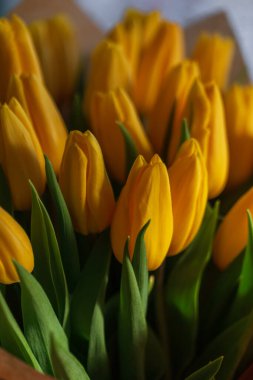 Güzel bahar çiçekleri sarı laleler. Yakın plan. Kadınlar Günü