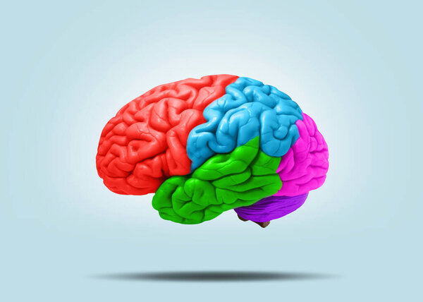 Creative brain with colored lobes on a blue background. Creative idea. Thinking and parts of the brain. Think differently, concept