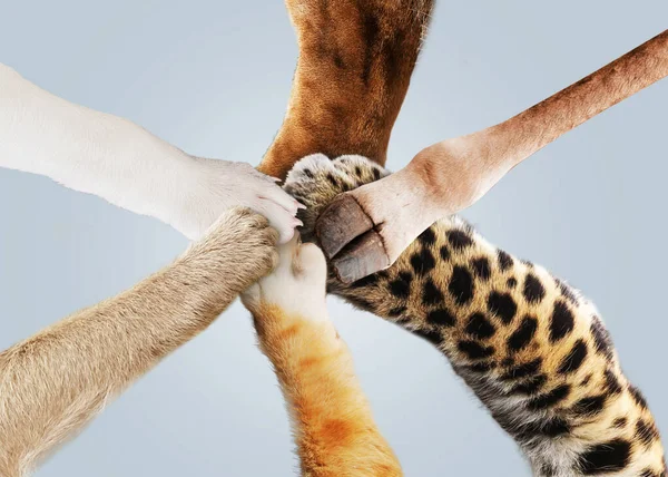 stock image Funny animals keep their paws together, top view. Teamwork and success, creative idea. Lion, dog, cat, monkey, leopard and giraffe together. Business and work. Help concept