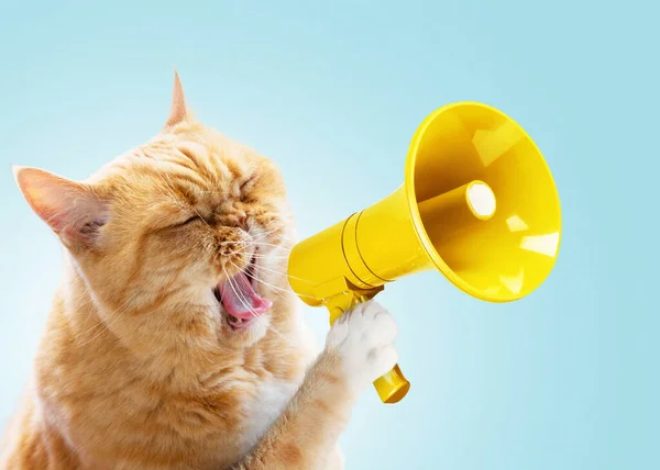 Забавный Красный Кот Держит Желтый Громкоговоритель Лапах Кричит Синем Фоне — стоковое фото