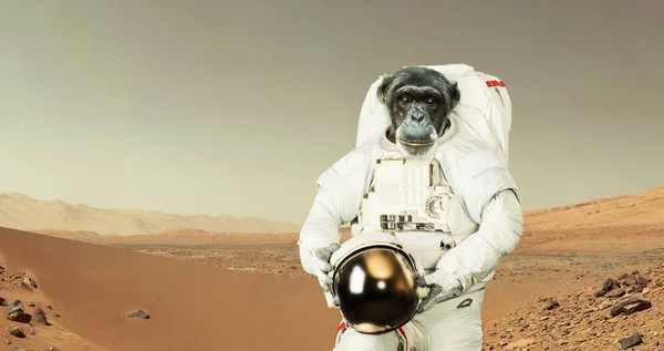 Monkey astronaut in a space suit with a helmet stands in the desert on the red planet Mars. Animal spaceman on mission and exploring new planets. Smart chimpanzee, concept. Animal experiments