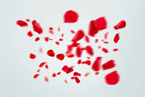 Flying red rose petals on a grey background, creative idea. Love Valentine\'s Day, free space for design and text