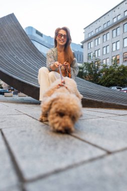 Şirin bir kaniş köpeği, arka planda sahibini izlerken bir şehir caddesinde toprağı kokluyor. Şehir yaşam tarzı ve evcil hayvan yürüme anı sığ alan derinliği ile yakalandı.