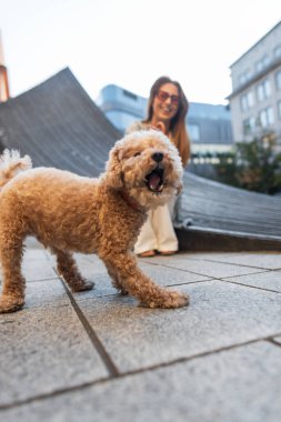 Şirin bir kaniş köpeği, sahibinin gülümsemesi ve keyfini çıkarırken bir şehir caddesinde yerde yemek yiyor. Şehir yaşam tarzı ve evcil hayvan yürüme anı sığ alan derinliği ile yakalandı.
