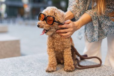 Güneş gözlüğü takan sevimli kaniş köpeği sahibiyle birlikte taş bir bankta oturuyor. Havalı hayvan modası ve şehir dışı yaşam tarzı konsepti