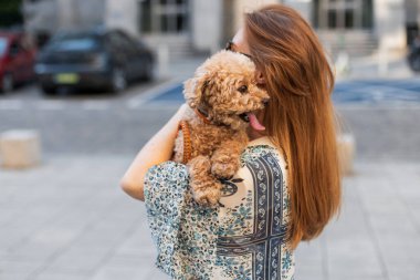Şablon kıyafetli şık bir kadın şehir caddesinde neşeli bir kaniş yavrusu tutuyor. Sıcak akşam ışığında evcil hayvan yaşam tarzı konsepti. Şehirdeki kadın ve tapılası köpeği arasındaki sevgi dolu an.