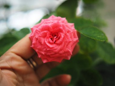 Çiçek açan bahçe, uçan çiçek ve yeşil yaprak zamanı.