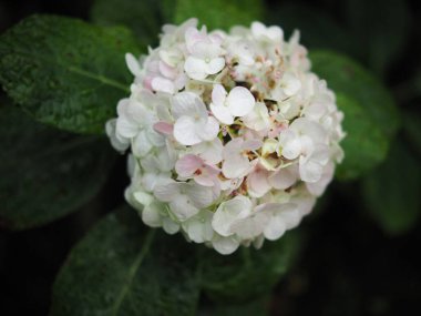 Ortanca çiçek bahçesi, filizlenen fidan mevsiminde tıka basa dolu 