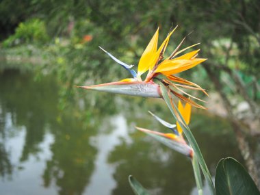 Çiçek açan bahçe, uçan çiçek ve yeşil yaprak zamanı.