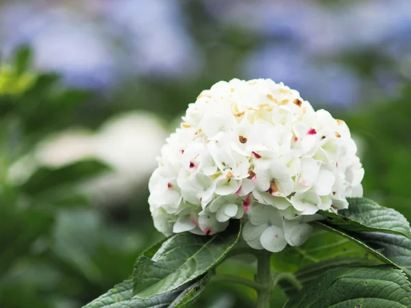 Hydrangea Flower Garden Blooming Fild Bueatyfull Season — Stock Photo, Image