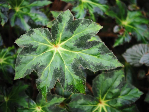 Begonia Rośliny Leafe Bueatyfull Tekstury Charakter — Zdjęcie stockowe