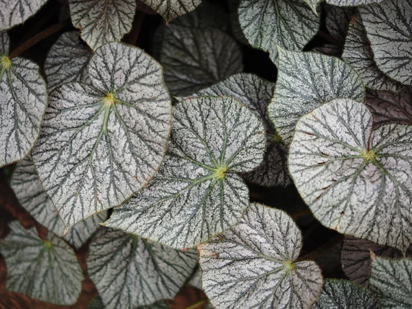 베고니아 식물은 질감을 발산한다 — 스톡 사진