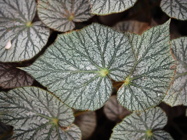 Bégonia Plantes Feuillage Bueatyfull Texture Nature — Photo