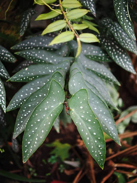 ベゴニアの植物は葉を食べ尽くすほどの食感 — ストック写真
