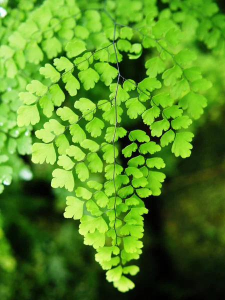 Piante Leafe Sfondo Verde Foresta Pluviale Specail Foglie Bueaty — Foto Stock