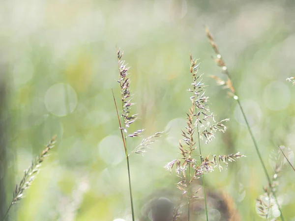 Virágzó Kert Repült Virág Zöld Levelek Bueaty Idény — Stock Fotó