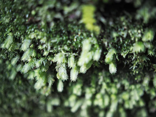 Φυτά Λεφ Πράσινο Φόντο Τροπικό Δάσος Specail Φύλλα Bueaty — Φωτογραφία Αρχείου