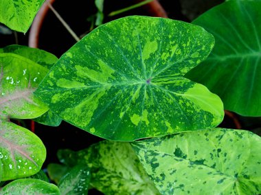 Ev dekorasyonu için çeşitli bitkiler, yeşil karınca beyazı. 