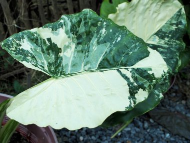 Ev dekorasyonu için çeşitli bitkiler, yeşil karınca beyazı. 