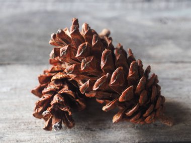 Noel ve yeni yılda ev dekorasyonu için çam kozalağı ve ağaç kurur. 