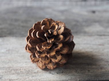 Noel ve yeni yılda ev dekorasyonu için çam kozalağı ve ağaç kurur. 