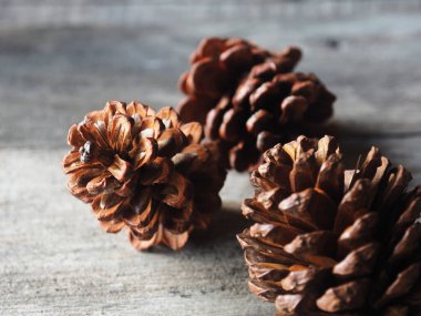 Noel ve yeni yılda ev dekorasyonu için çam kozalağı ve ağaç kurur. 