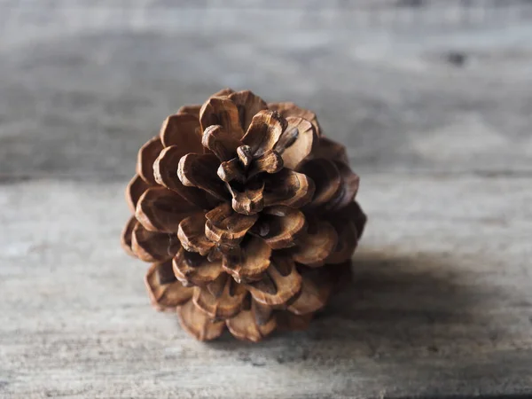 pine cone flower and tree dry for decorate house in christmas and newyear
