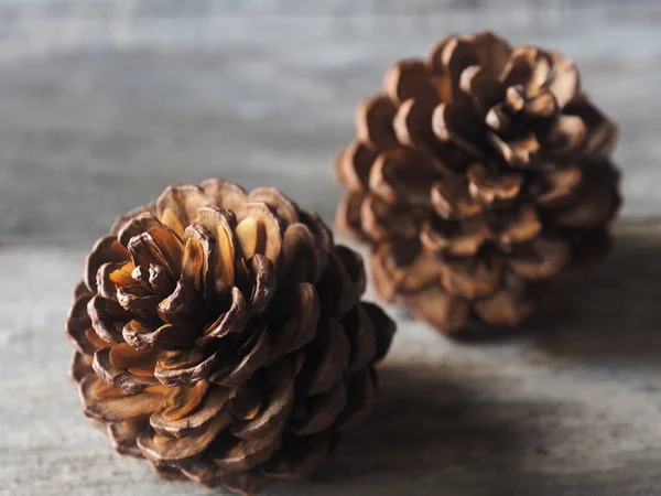 pine cone flower and tree dry for decorate house in christmas and newyear