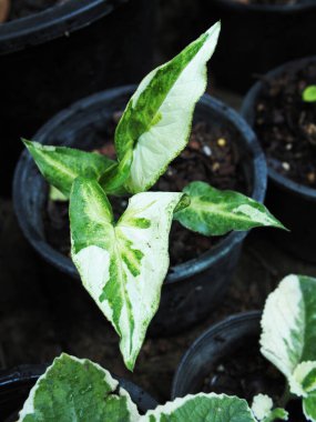 caladium bicolor een of leafe plants house and garden decorate