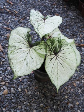 caladium bicolor een of leafe plants house and garden decorate
