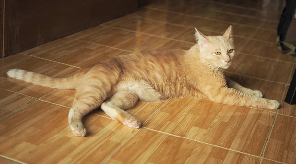 Lazy Ginger Cat Laying Relax Floor — Stock Photo, Image