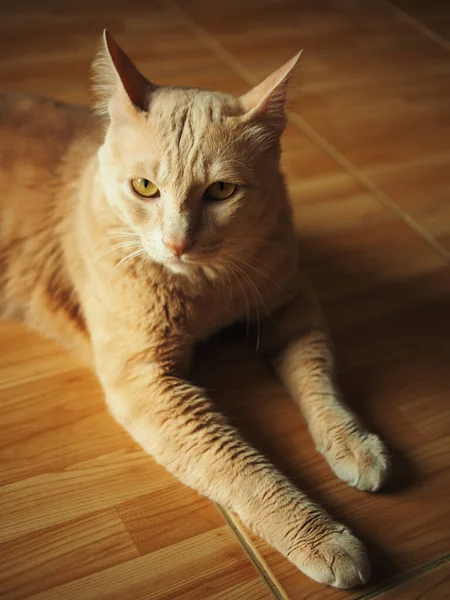 Lazy Ginger Cat Laying Relax Floor — Stock Photo, Image