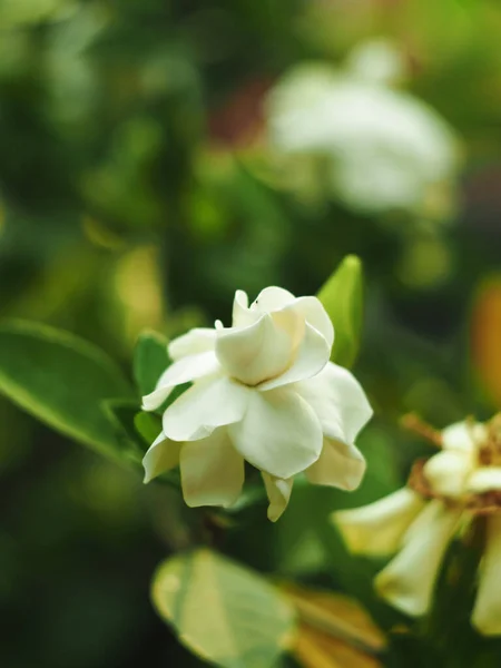 freshness white gardenia flower blooming in garden and green blur background