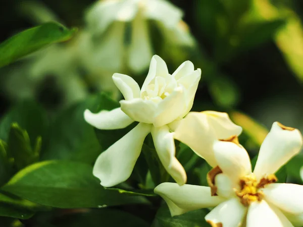 Свіжість Білої Квітки Гарденії Цвіте Саду Зеленому Розмитому Фоні — стокове фото