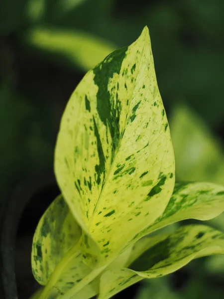 Ποικιλόμορφο Φυτό Γλάστρα Για Διακόσμηση Κήπου — Φωτογραφία Αρχείου